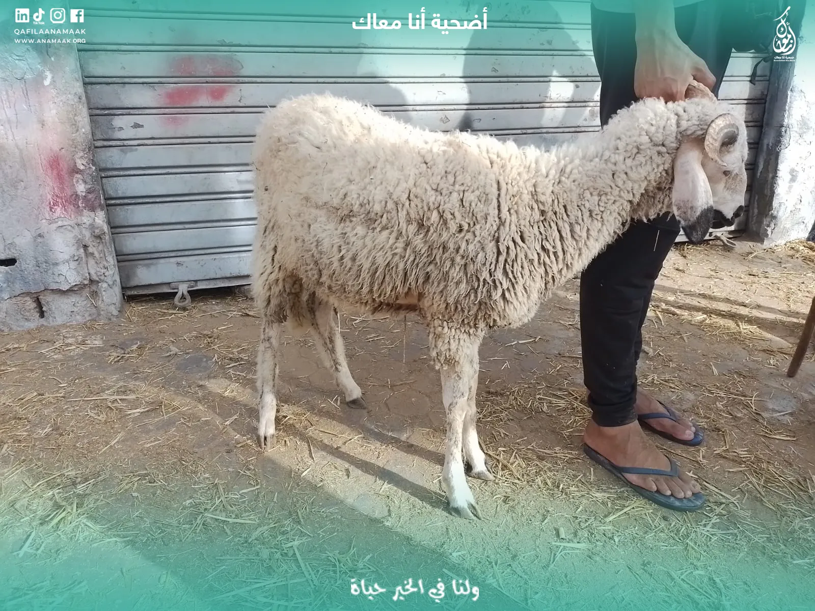 توزيع الأضاحي - جمعية أنا معاك